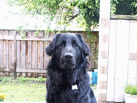 Hovawart Frodo the black panther R.I.P. 14.11.14 - Skal du nu fotografere igen ? billede 15