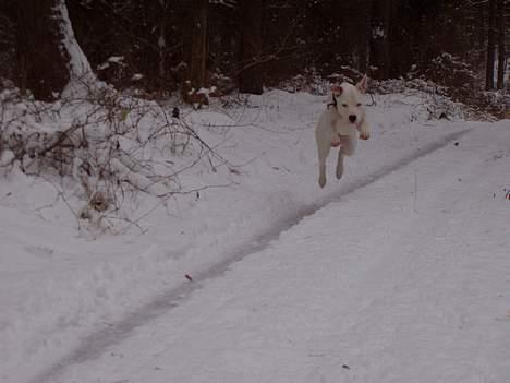 Blanding af racer Emma "dogo/ amr. bulldog" - Emma (8 måneder) løber i skoven 31/12-05 billede 1