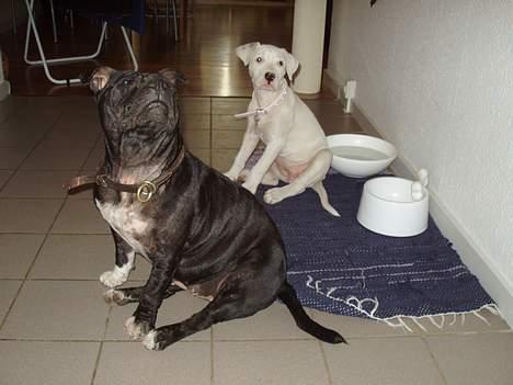 Blanding af racer Emma "dogo/ amr. bulldog" - Emma (12 uger) og Frida(Staffy) venter på mad  billede 2