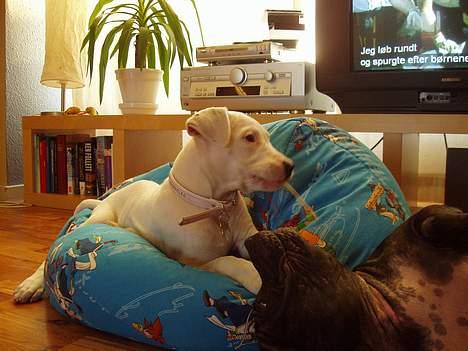 Blanding af racer Emma "dogo/ amr. bulldog" - Lige landet i sit nye hjem (10 uger) billede 3