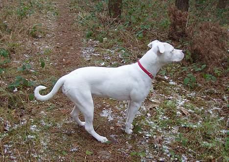 Blanding af racer Emma "dogo/ amr. bulldog" - Står i Skoven og ser fin ud ( 7 måneder ) billede 4