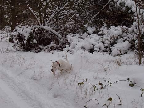 Blanding af racer Emma "dogo/ amr. bulldog" - Emma i sne 31/12-05 billede 5