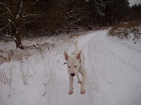 Blanding af racer Emma "dogo/ amr. bulldog" - Mere sne billede 6
