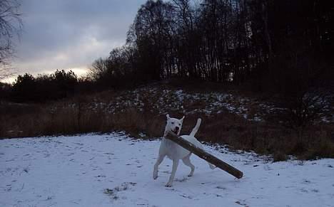 Blanding af racer Emma "dogo/ amr. bulldog" - En lille pind billede 7