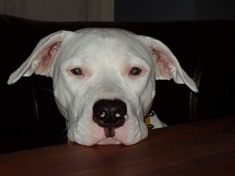 Blanding af racer Emma "dogo/ amr. bulldog" - snuden ned billede 8