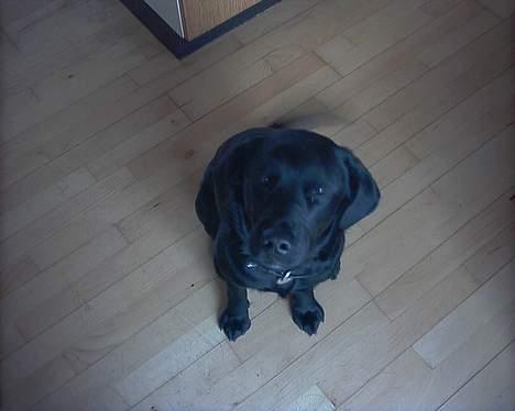 Blanding af racer Knirke(mine forældres] - er jeg ikke bare sød??? *lol* billede 8