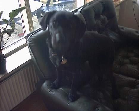 Blanding af racer Knirke(mine forældres] - jeg må da godt være i sofaen og så se sød ud........ eller??? billede 9