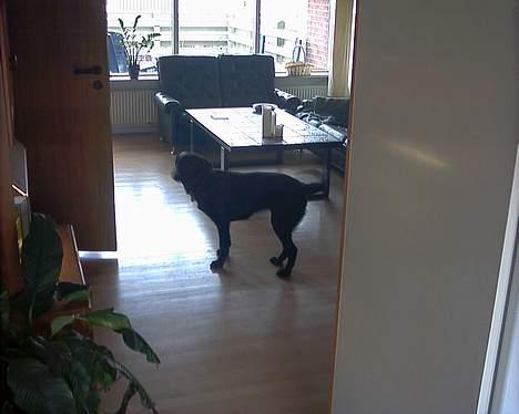 Blanding af racer Knirke(mine forældres] - jeg har ikke fart på, nej nej. det må i ikke tro........ hehe billede 10