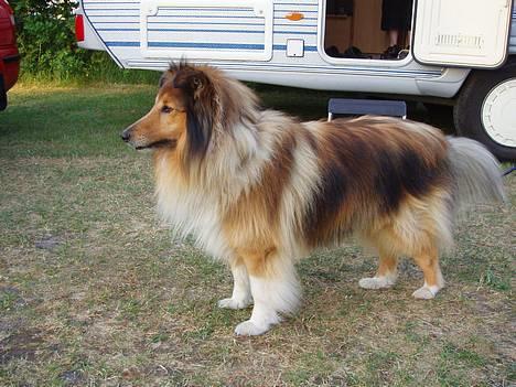 Shetland sheepdog Simba - Er jeg ikk flot :) billede 1