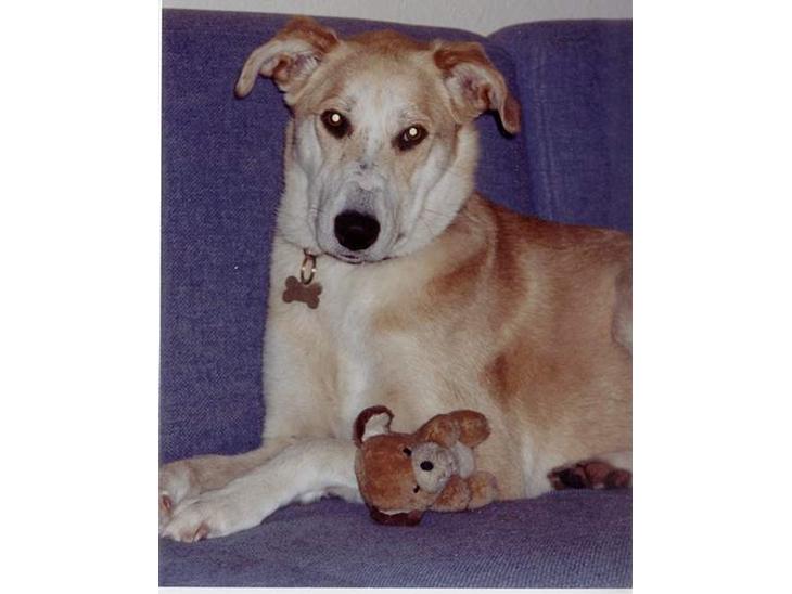 {{currentPhoto.altText}} billede {{currentPhoto.number}}