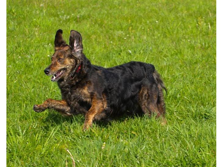 Blanding af racer R.I.P Pjuske - hej billede 1