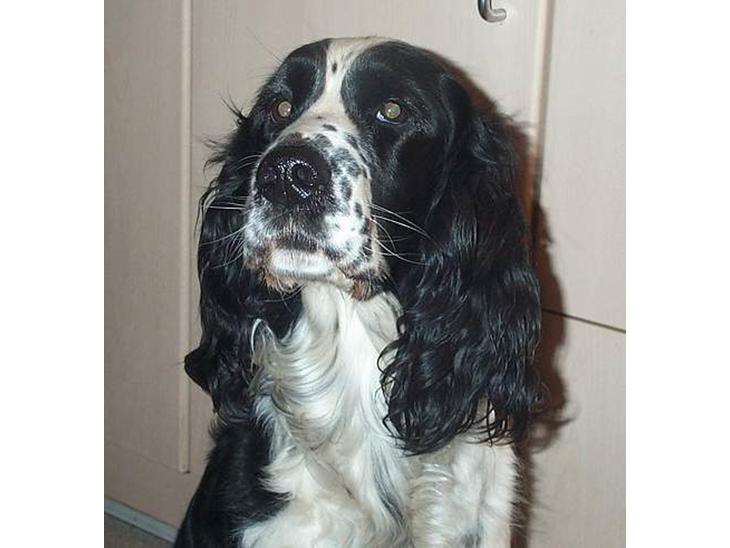 Engelsk springer spaniel Rowntree Indra at Zima - Indi hund billede 1