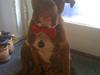 Olde english bulldogge Ferdinand