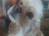 Amerikansk cocker spaniel Luna