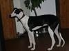 Galgo español AMIGO