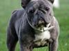 Fransk bulldog Cookie Blue