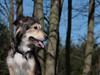 Blanding af racer La`Fontaine`s Miss Fluffy [ Himmelhund]