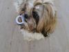 Shih tzu Lilly