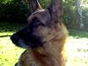 Schæferhund King *Kommisæren*