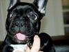 Fransk bulldog Mille