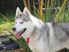 Siberian husky Hulduheims Wild Thing