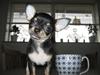 Chihuahua High Fly Liva Stardust