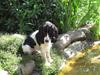Cocker spaniel Sascha