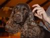 Cocker spaniel Boots-Cocker Tellus