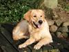 Golden retriever Liva [ Himmelhund]