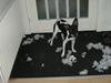 Dansk svensk gaardhund Molly