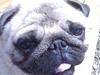 Mops Ozzy