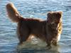 Nova scotia duck tolling retriever Chilli