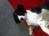 Cocker spaniel Zezi