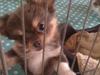 Chihuahua Bailey [ Himmelhund]