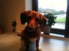 Gravhund Inu