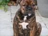 Olde english bulldogge Bergløv's Lulu (Faith)