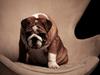 Engelsk bulldog Quark