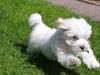 Coton de tulear Silke