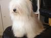Coton de tulear Jasmin [ Himmelhund]