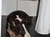 Bullterrier Henning baconsandwich aka tubulla elo [ Himmelhund]