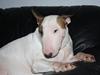 Bullterrier Esther baconsandwich aka moonflower