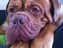 Dogue de bordeaux Ubu De El Siscar