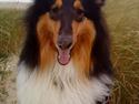 Collie langhåret Baloo