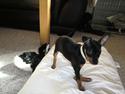 Dvaergpinscher Vedhauge Olympia