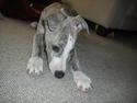 Whippet Nico