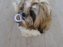 Shih tzu Lilly