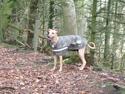 Whippet Windy Meadows Breaking My Heart