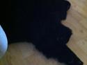 Newfoundlænder Sif Himmelhund