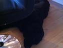 Labrador retriever Sille