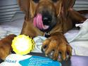 Rhodesian ridgeback "Bhara Bhara" Casja
